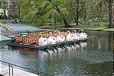 Swan boats in Commons